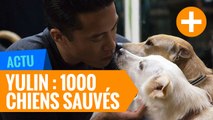 Yulin : Sauvetage de 1000 chiens destinés à l'abattoir (Chine)