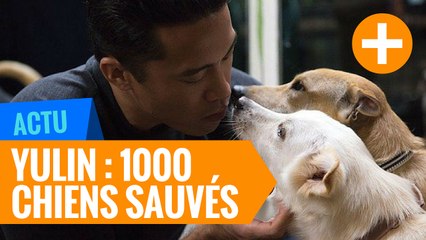 Yulin : Sauvetage de 1000 chiens destinés à l'abattoir (Chine)