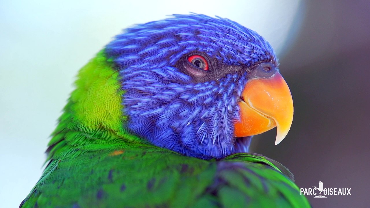 Visitez le Parc des Oiseaux