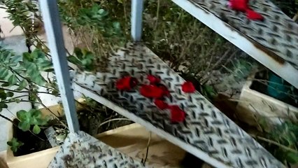 Quand ta copine te fait une surprise pour la St-Valentin