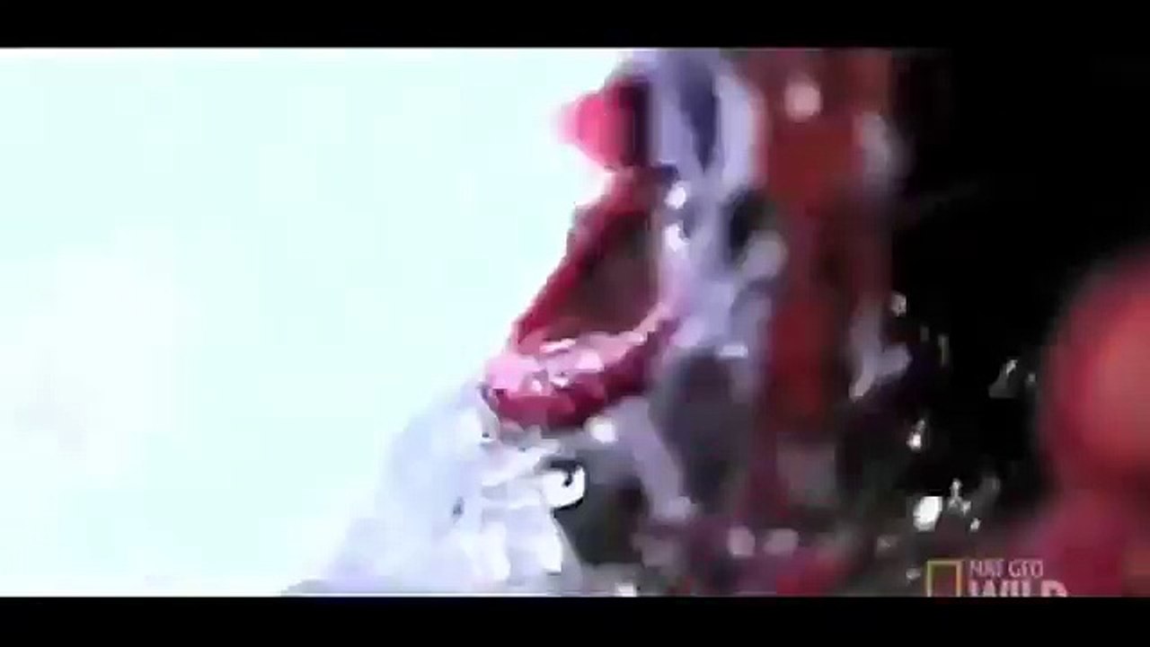 Extreme animal attacks on humans [ WATER EDITION ]