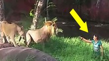 Drunk Man Jumps Into Lion Enclosure To ”shake Hand With Lions”