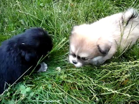 Chiots Epagneuls du Tibet - 6 semaines