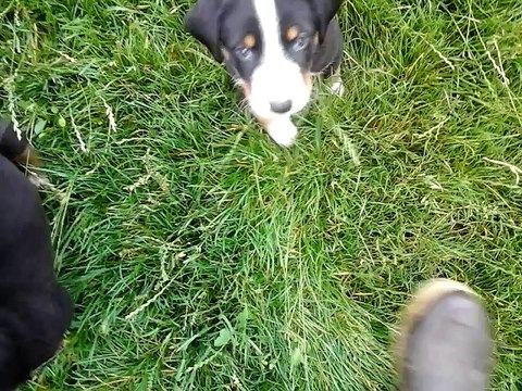 Chiots Appenzell - 6 semaines - Gally x Gamiro