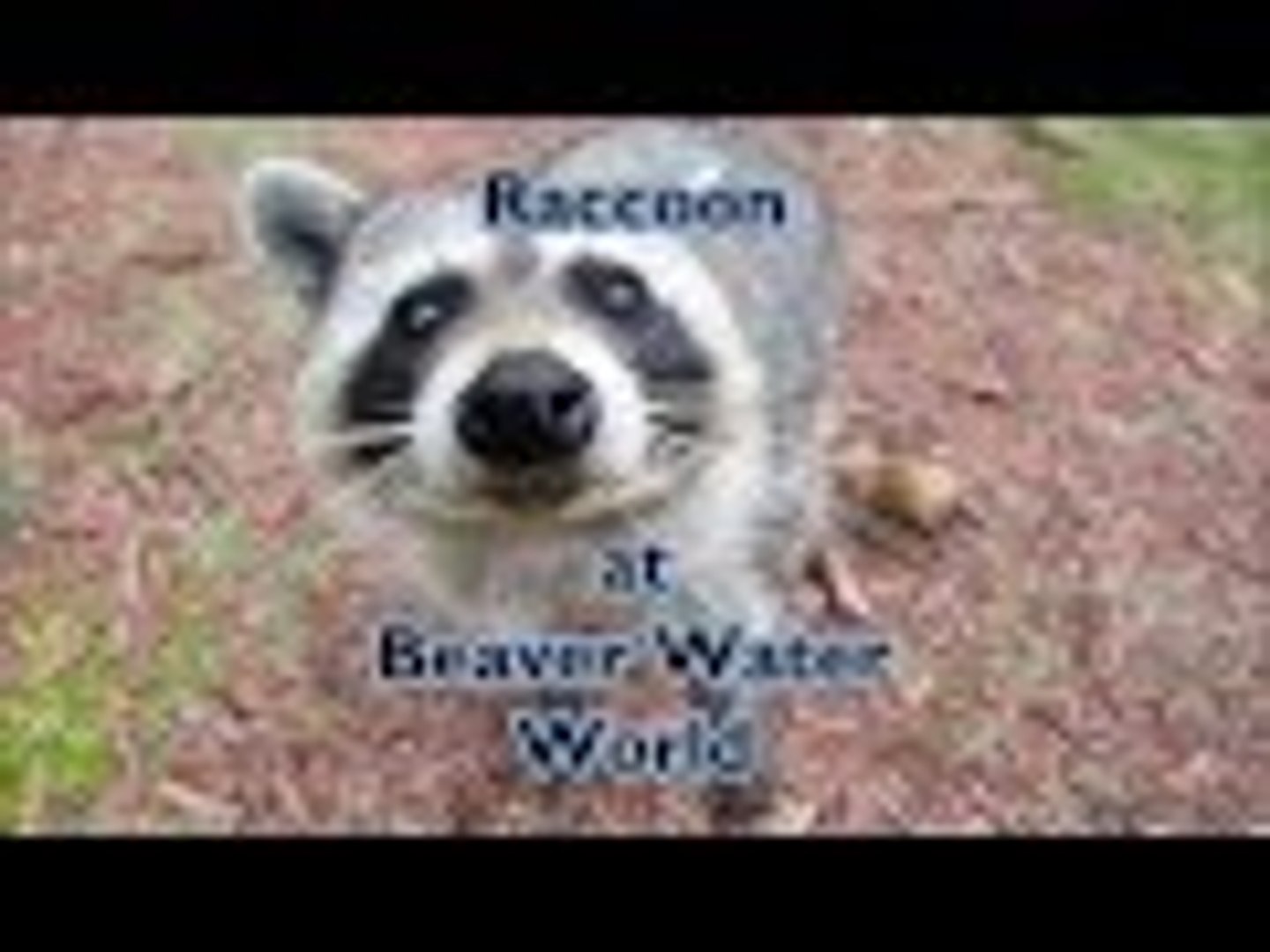 Raccoon Playtime