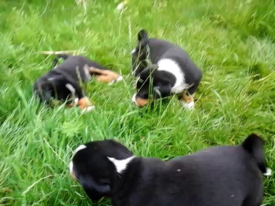 Chiots bouvier d'appenzell - Gally x Gamiro - 6 semaines