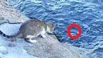 Giant Fish swallowed the Cat XNXX