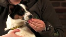 Dog Training Made Easy: Teach your dog to enjoy being handled 4/25
