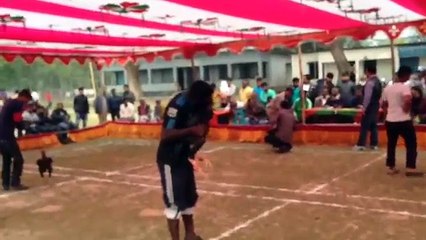 Sylhet championship aseel birds fighting 2016(1)