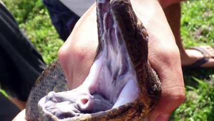 Giant Anaconda Snake VS Dog - Real Fight