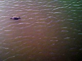 Native American Earth Day, Ninja Turtles, watchout April 19-21.AVI