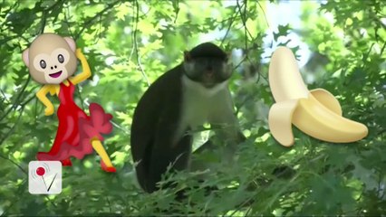 Escaped Monkey From Zoo Still at Large!