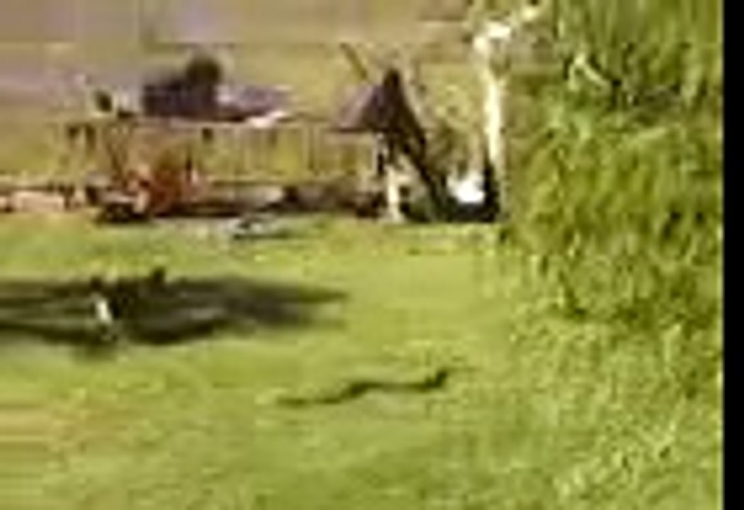 Yarará de un 1metro 25