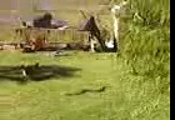 Yarará de un 1metro 25