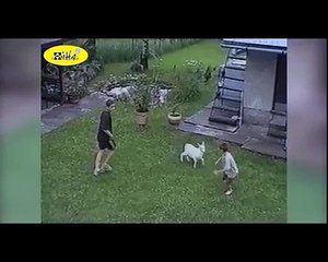 Funny Animal Videos : Funny Animals Compilation: Best of Goats 2012