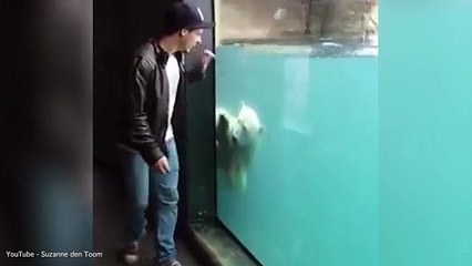 Polar Bear Mimics Man Jumping At Zoo