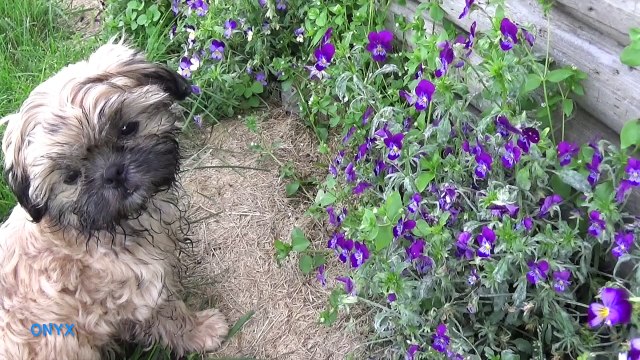 Shih Tzu puppies playing in green frog pool