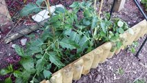 Cucumber plant, tomato plants and much, much more!