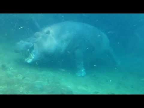 Man Plays Peek-a-Boo With a Hippo