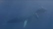 Diver Gets Close-Up Footage of Humpback Whales