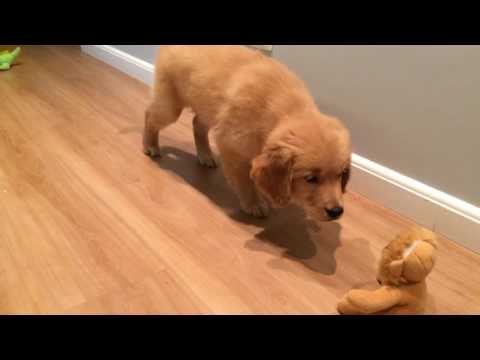 Sneaky Pup Tiptoes and Snatches Cuddly Toy