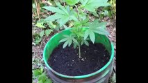 My first cannabis plants