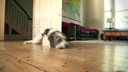 Watch Crazy Puppy Party - Funny dogs videos