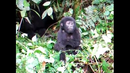 Some Crazy Funny Weird Cute Gorrila Behavior Compilation