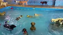 The Non Swimming Dog made an appearance today! - OMG VIDEO