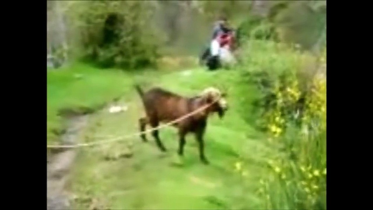 Stupid Goats Making Stupid Noises