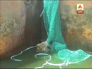 Leopard rescued from water tank at tea garden