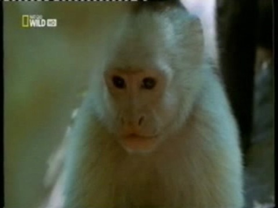 El engaño: Monos capuchinos