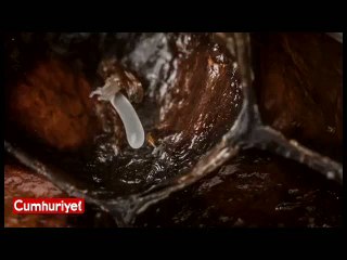 21 günde arıların oluşumunu böyle görüntüledi