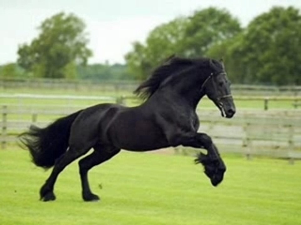 Mes Races de Chevaux préférer