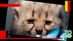 Kebun binatang Jerman mempersembahkan tujuh anak cheetah menggemaskan - Tomonews