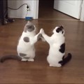 Deux chats adorables s'amusent à se taper les pattes.. Trop chou
