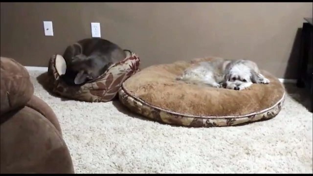 2 chiens grondés parce qu'ils ont échangés leur panier