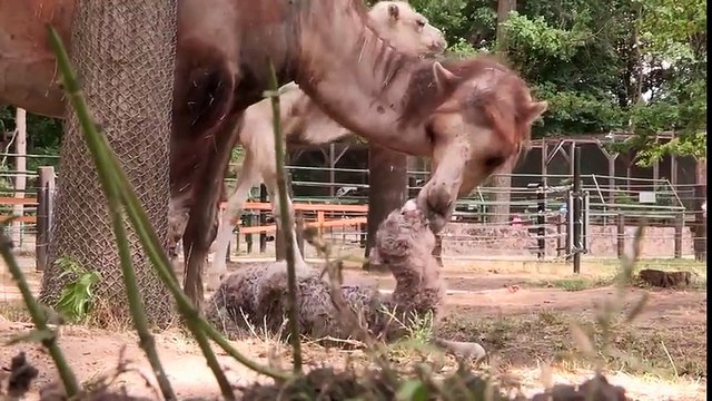 Les premiers pas d'un chameau nouveau-né ! Si mignon...