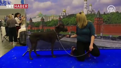 Moskova'da Köpek Gösterisi