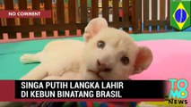 Singa putih langka lahir di kebun binatang brasil - Tomonews