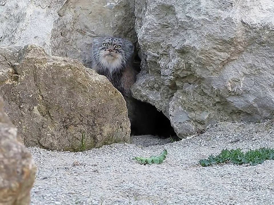 Ce chat sauvage remarque que quelqu'un l'observe, mais attendez de voir ce qu'il fait ensuite... Oh mon dieu, MDR !!