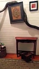 Réveil brutal :  un python s'introduit dans la chambre d'une femme, en pleine nuit