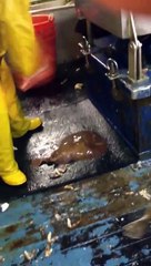 Un pêcheur tente de soulever une raie électrique !