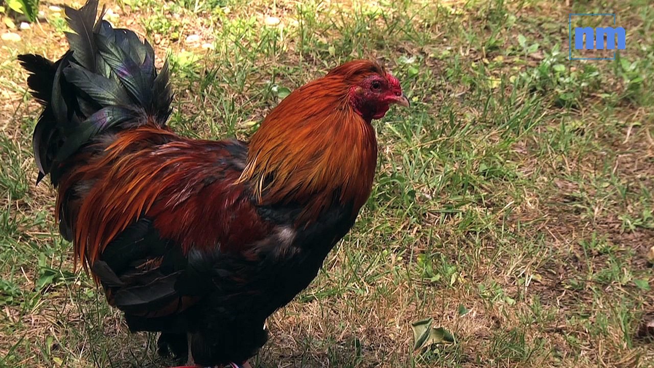 Angleterre-Islande: le pronostic de Balthazar, le coq de Clément d'Antibes