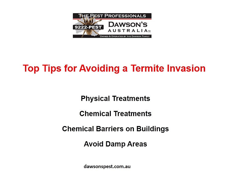 Top Tips for Avoiding a Termite Invasion