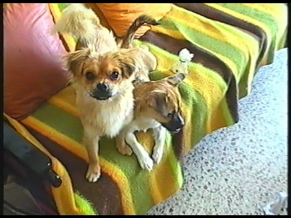 Spaniel Tibetano Raza Perro. Teddy 2000-2014. Mil días sin ti.