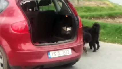 Feignant ! Cet homme à une tactique assez bizarre pour  promener ses chiens