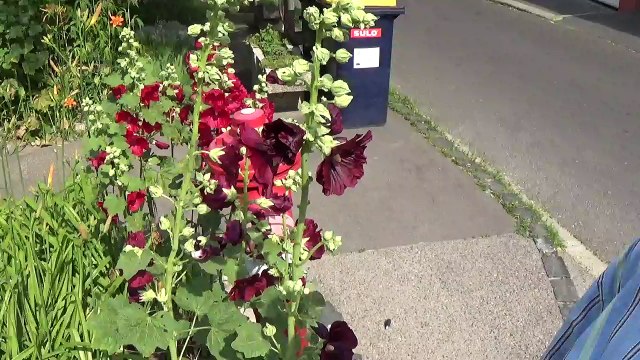 accordeur du corps guerisseur Bernard 18 haine et condition humaine