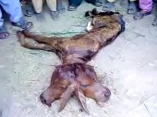 Miracle (Mojza) Cow baby have two faces in Pakistan.