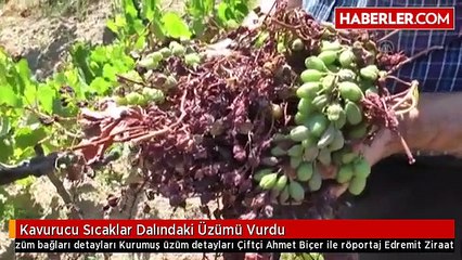 Kavurucu Sıcaklar Dalındaki Üzümü Vurdu